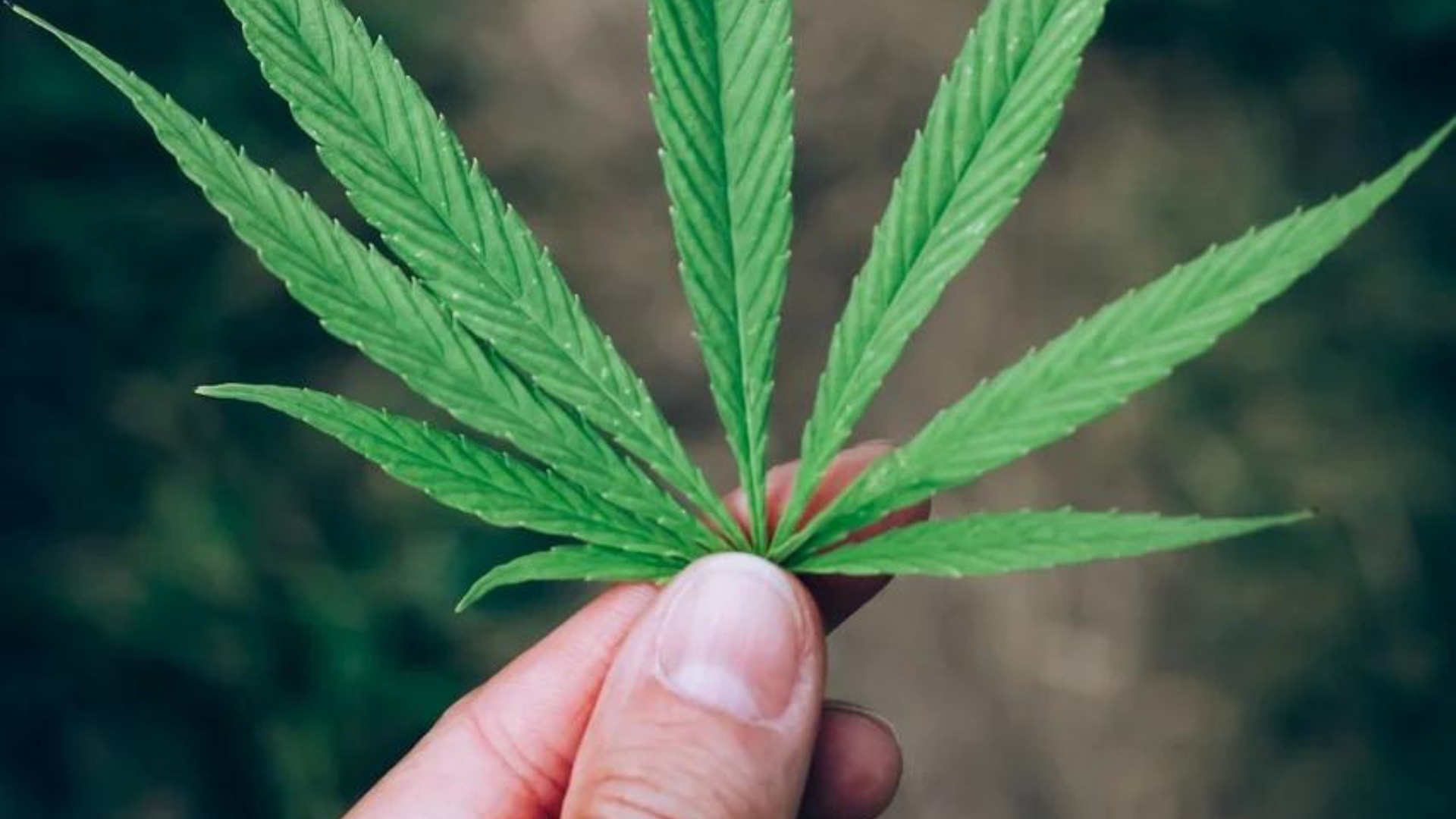 Presentan proyecto de ley para legalizar el cannabis medicinal y recreativo en Tennessee