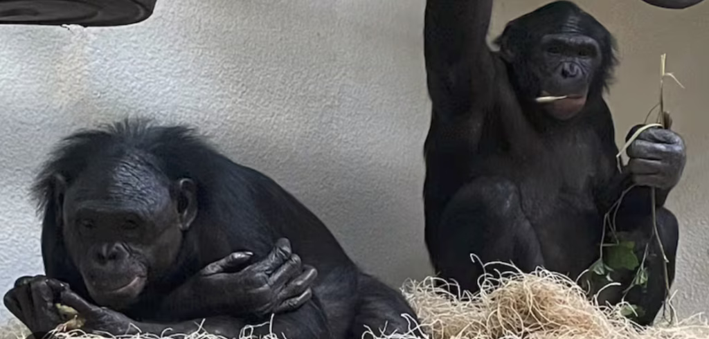 Incidente en el zoológico de Memphis: chimpancé impacta y daña un vidrio ante la isa de varios presentes